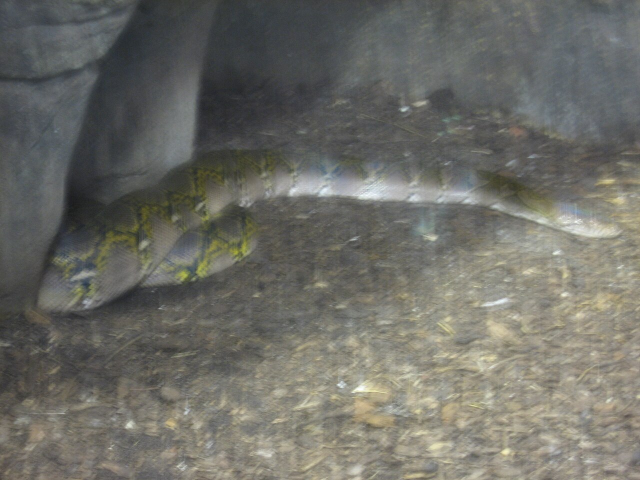 What Is a Python in Greek Mythology?