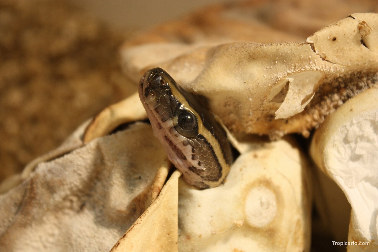 Why Did Apollo Kill Python?