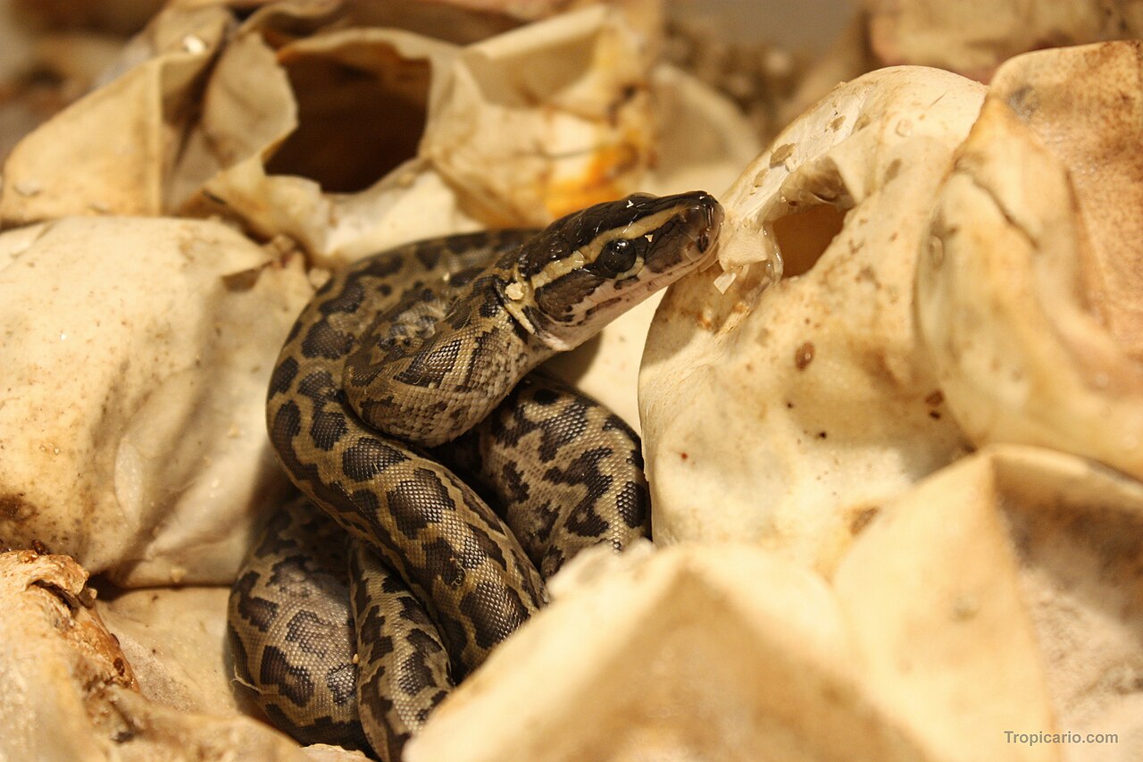 What Is the Python Spirit in the Bible?