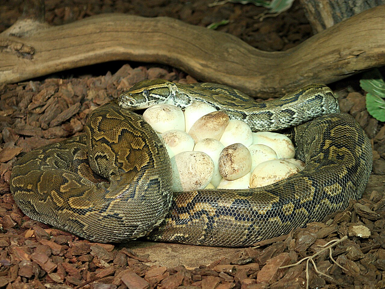 Python Symbolism in West African Traditions