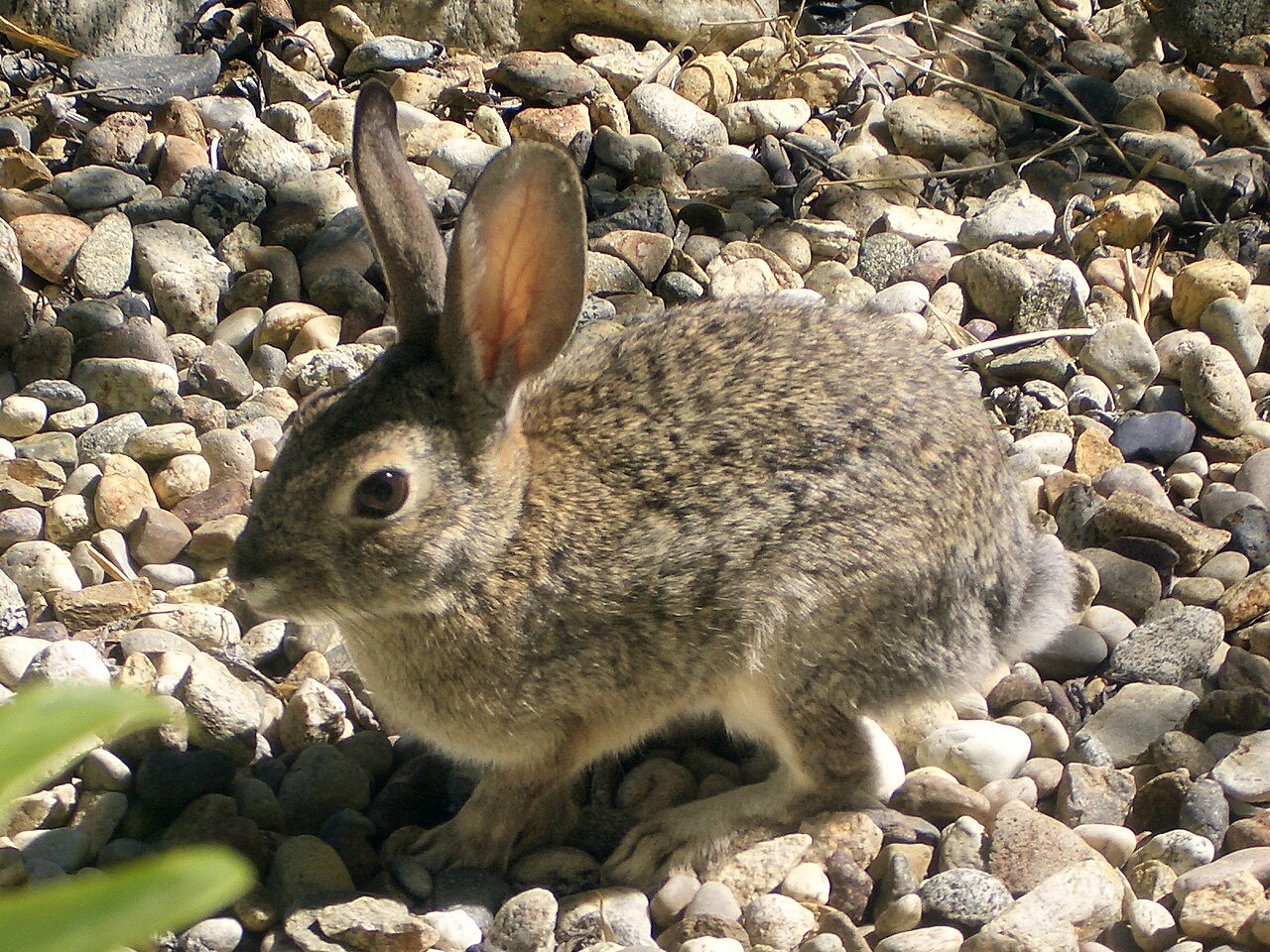 Rabbit Symbolism: Spiritual Meaning, Omens and What It Means to See One