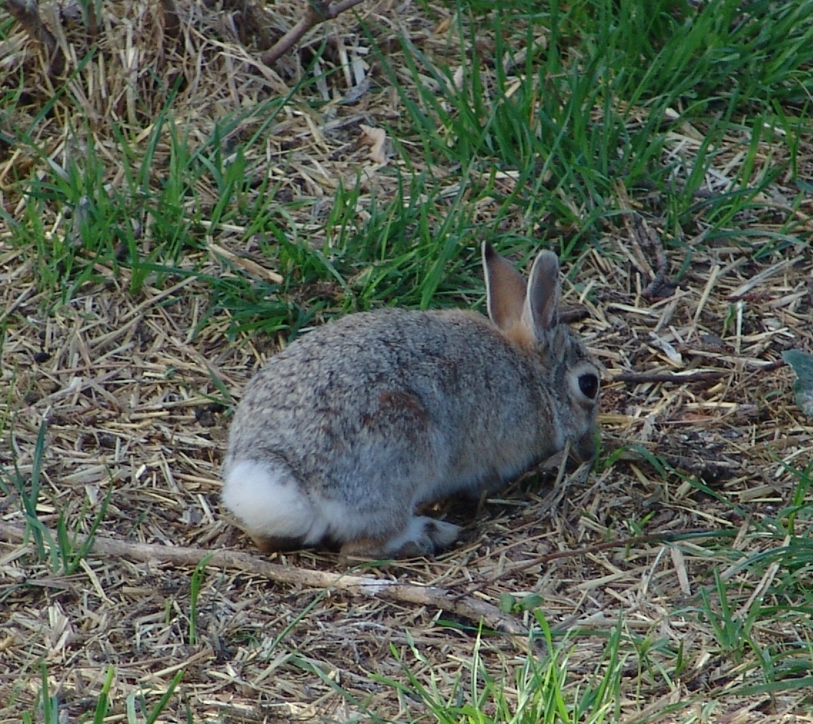 Hare Versus Rabbit Symbolism