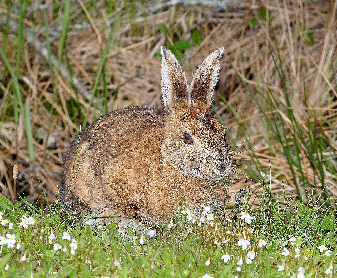 Rabbit Symbolism in Native American Traditions