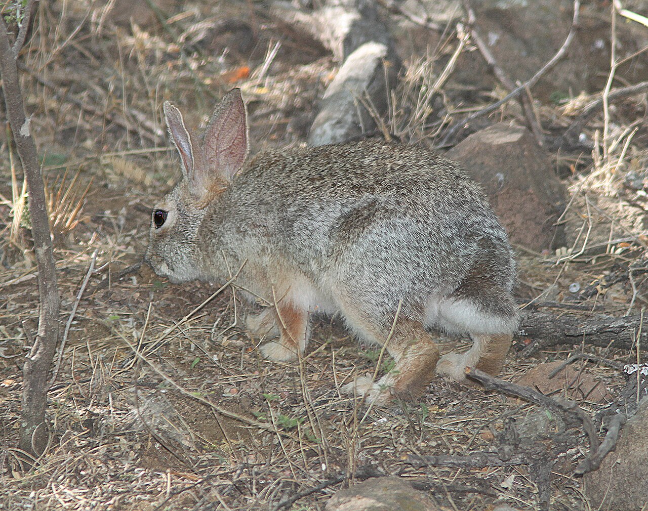 Rabbit Symbolism in Christianity and the Bible