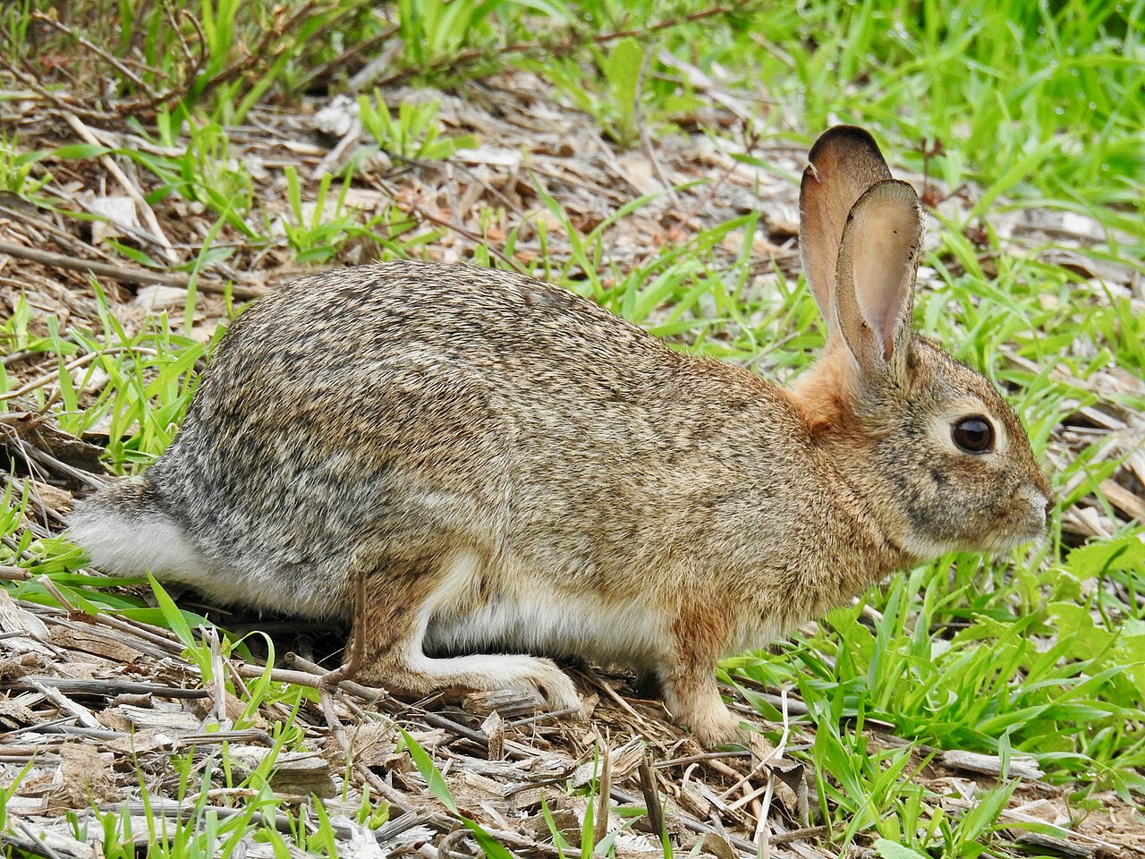 Rabbits and Hares in Celtic Lore