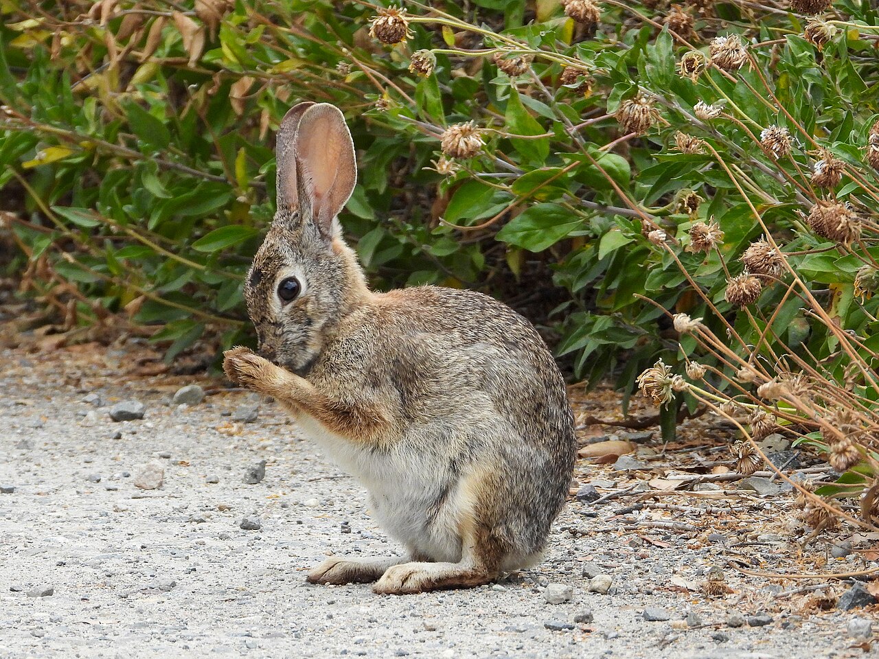 The Moon Rabbit in East Asian Symbolism