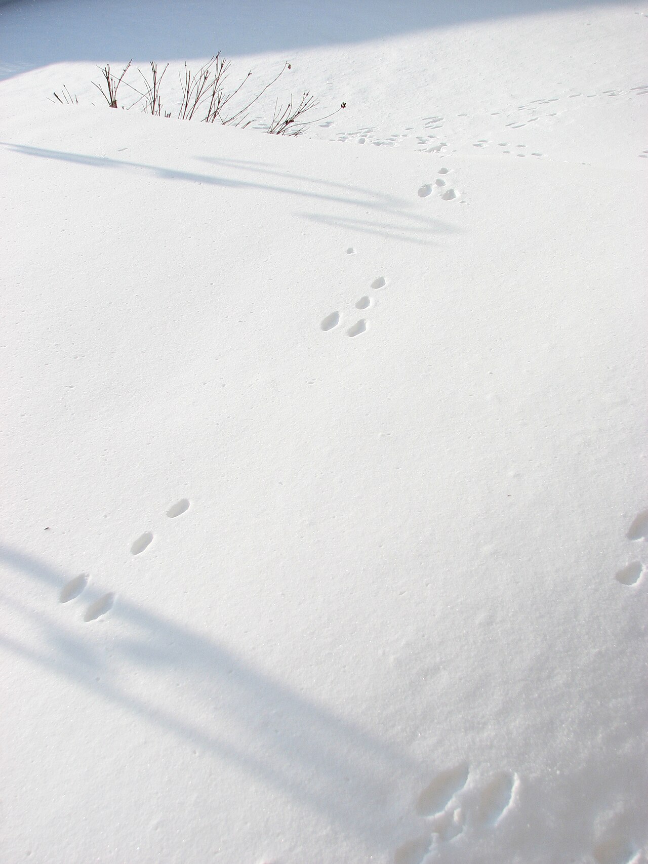 Rabbit Tracks: 4 Prints, One Shape, Easy ID in Snow and Mud
