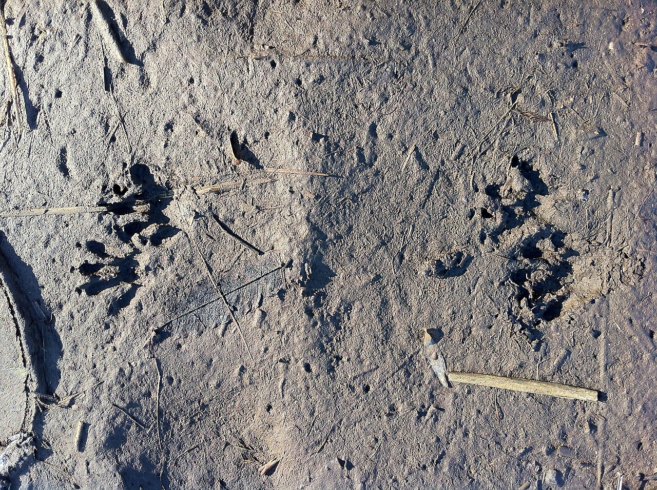 Raccoon Tracks: 5 Toes, Hand-Like Prints and 4 Lookalikes