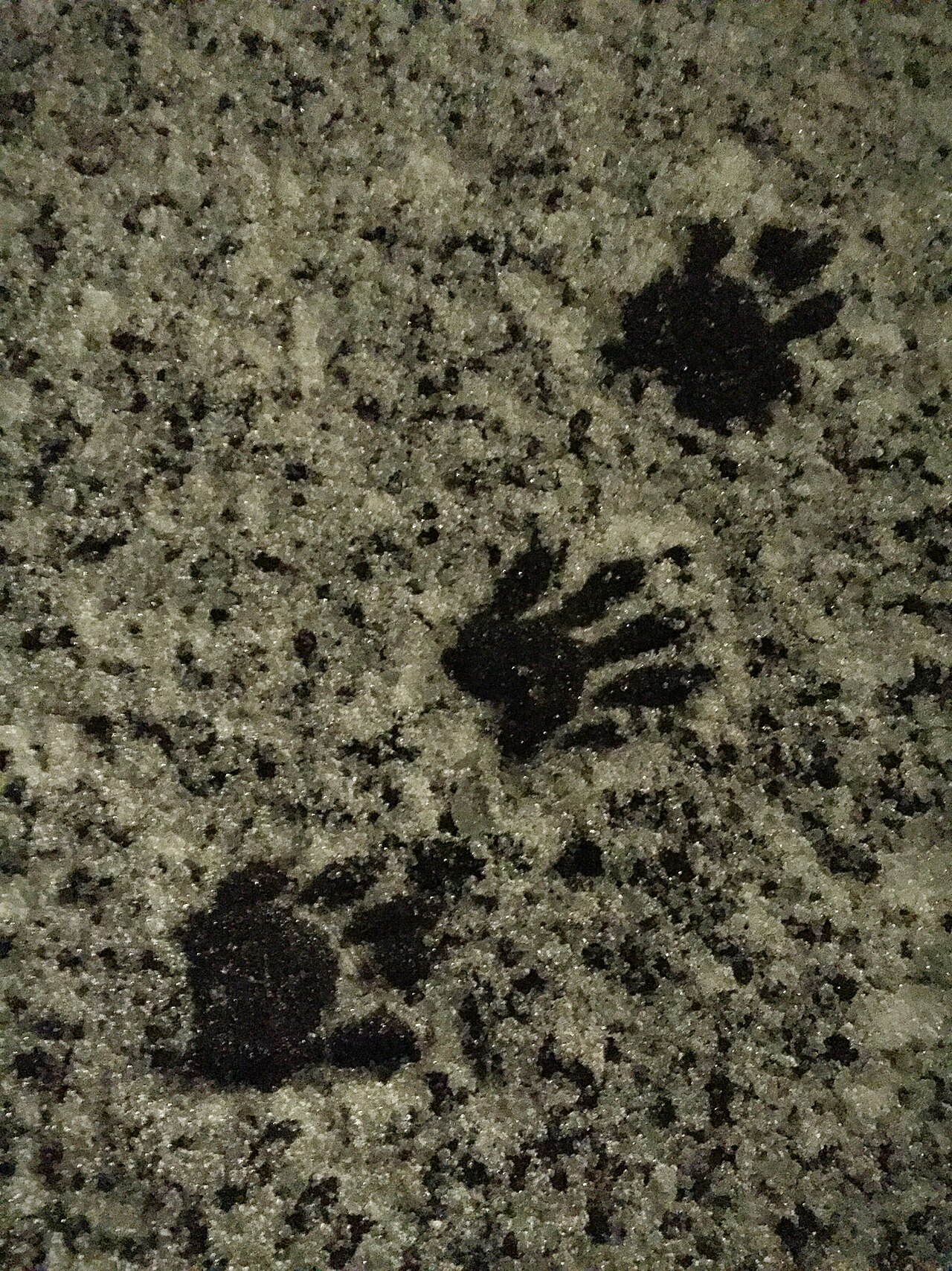 Raccoon Tracks in Snow