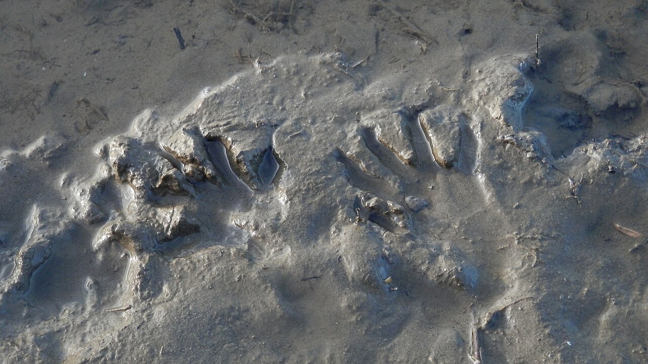 Raccoon Tracks in Mud