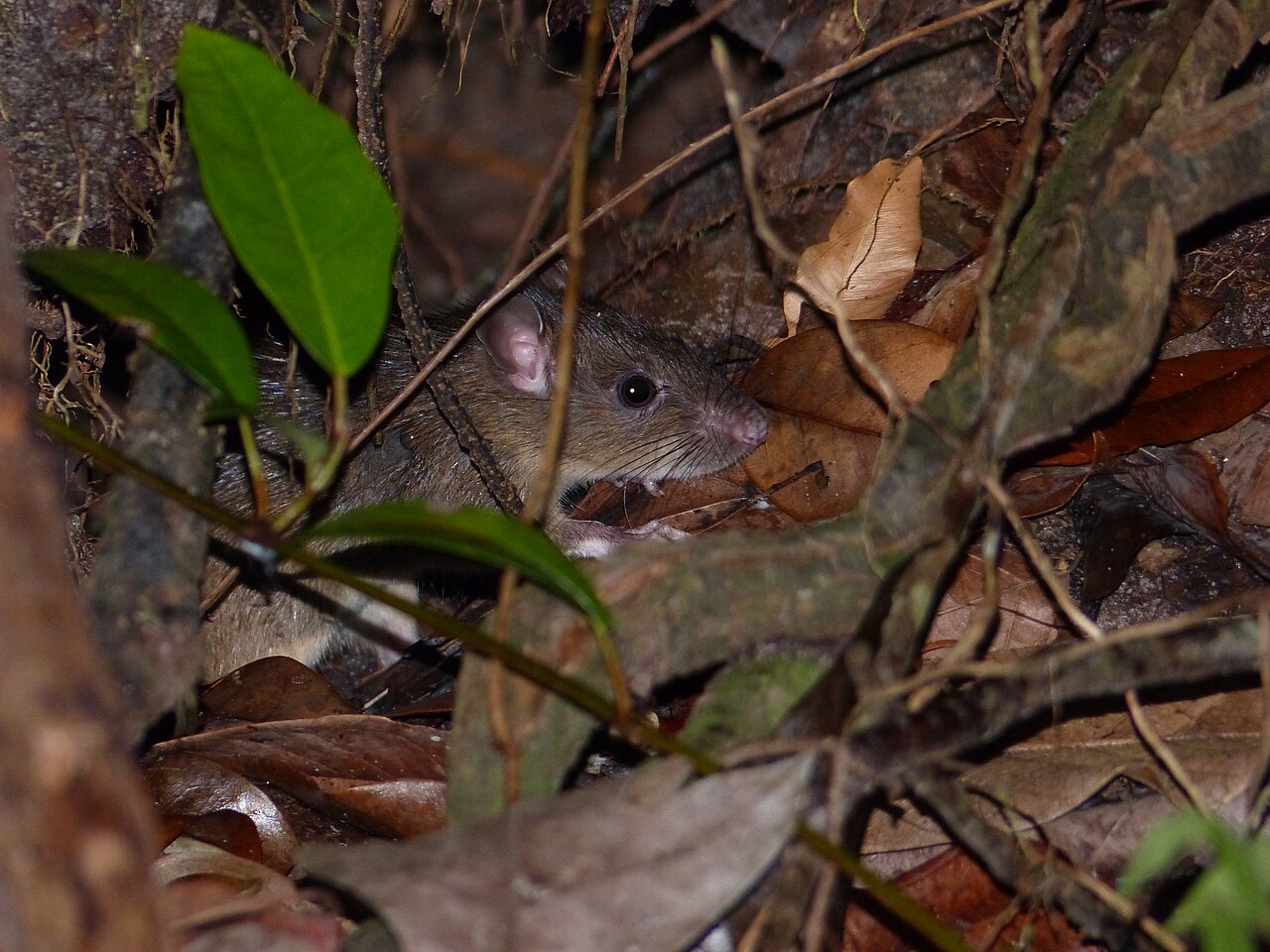 Rat Spiritual Meaning: 7 Omens and What a Sighting Warns