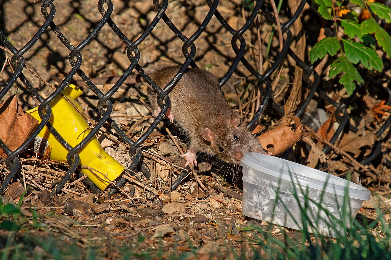What Does It Mean if a Rat Crosses Your Path?