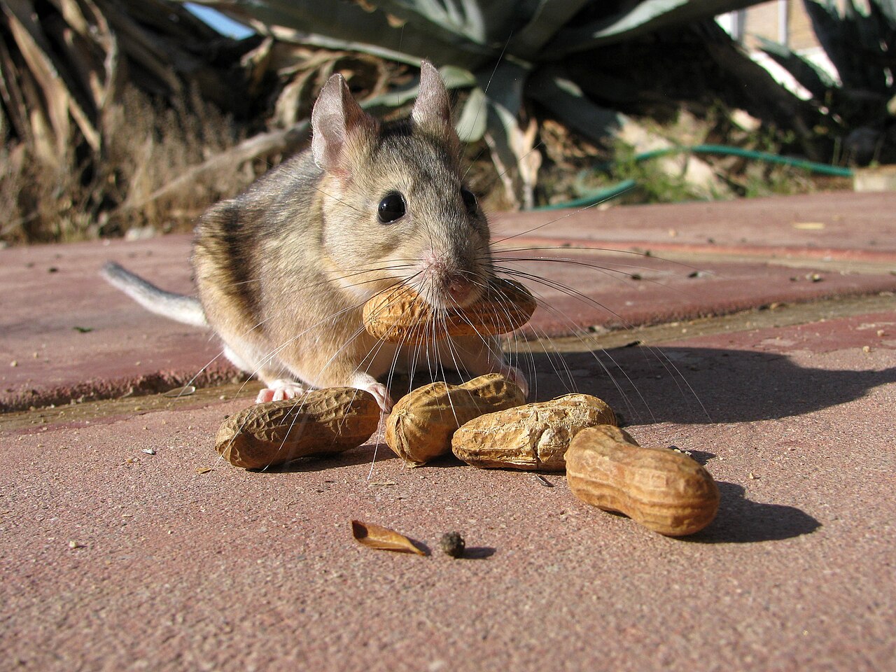 Why Are Rats Coming in My House? Spiritual Meaning