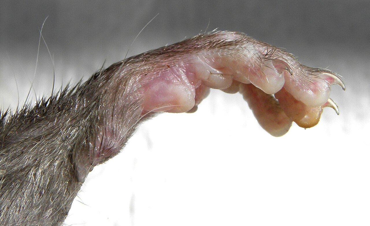 What Does God Say About Rats in the Bible?