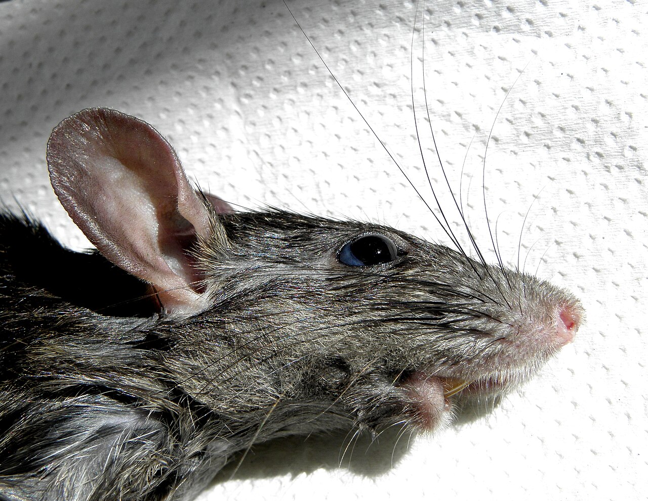 Rat Symbolism in Native American Traditions