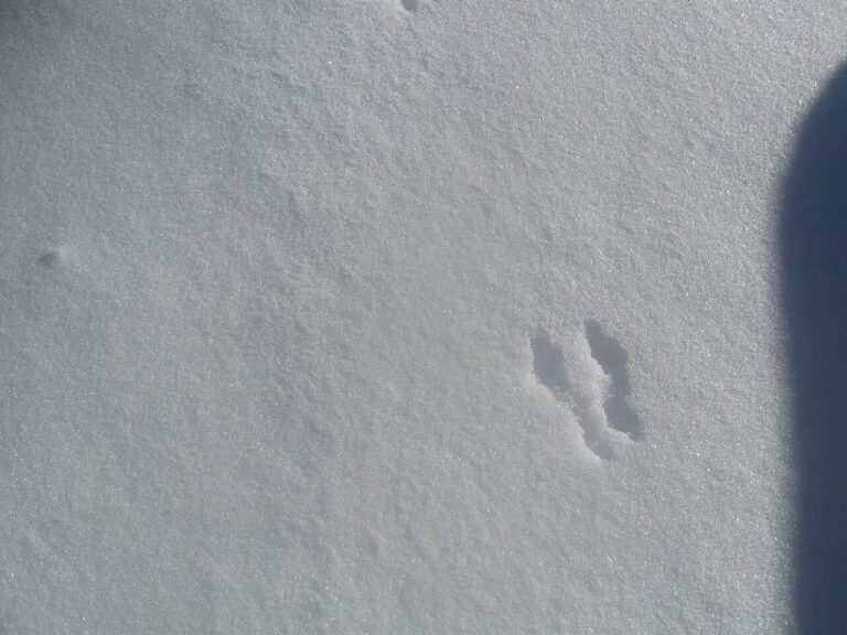 Rat Tracks in Snow: Size, Tail Drag and Lookalike Prints