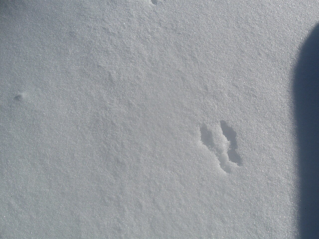 Rat Tracks in Snow: Size, Tail Drag and Lookalike Prints