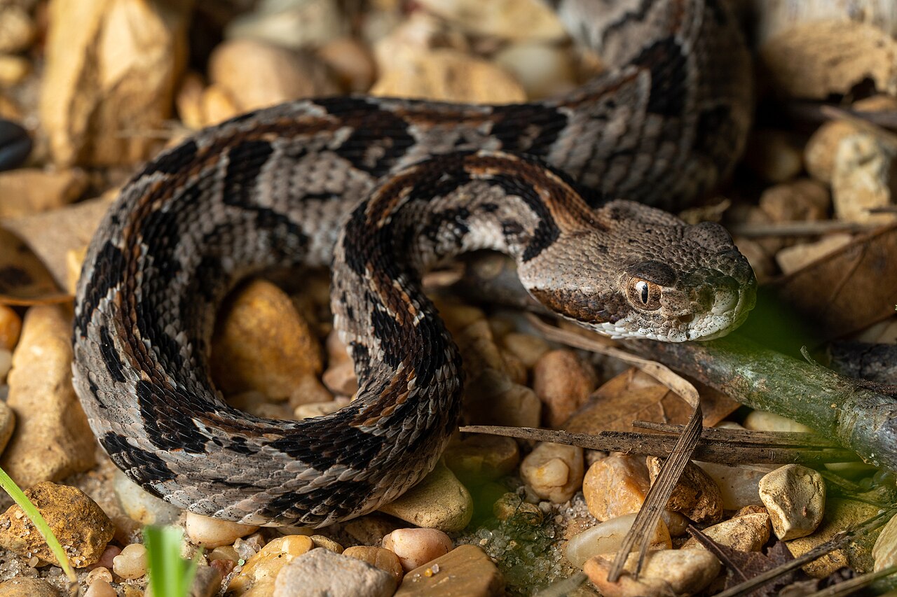 Rattlesnake Symbolism: What It Means to See One, Tradition by Tradition