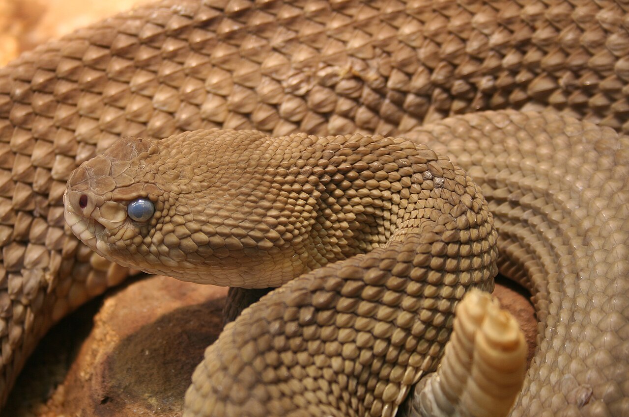Rattlesnake Symbolism Across Traditions