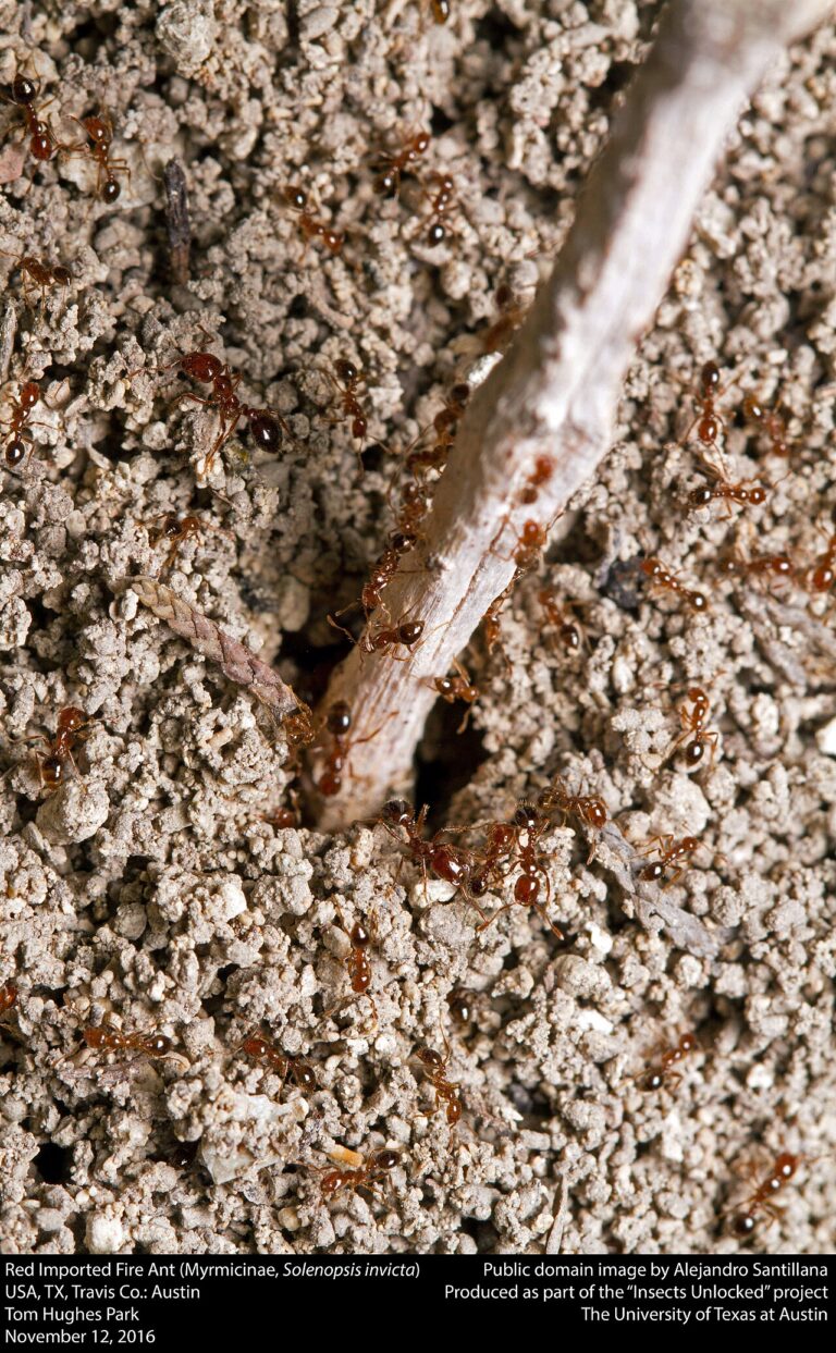 Red Ant Identification: 7 US Species and Which Ones Sting
