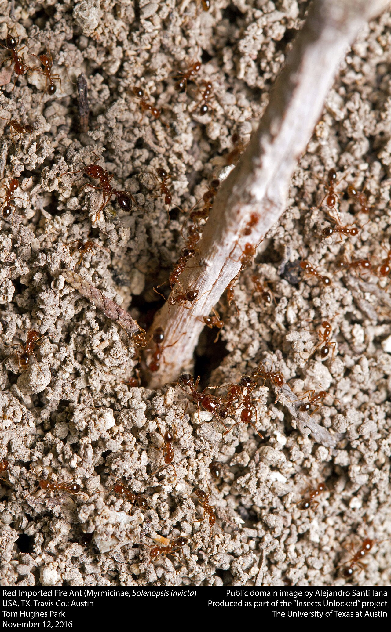 Red Ant Identification: 7 US Species and Which Ones Sting