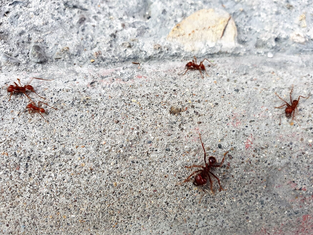 Red Imported Fire Ant (Solenopsis invicta)