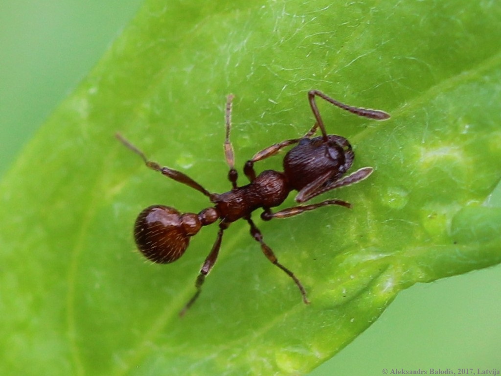 Southern Fire Ant (Solenopsis xyloni)