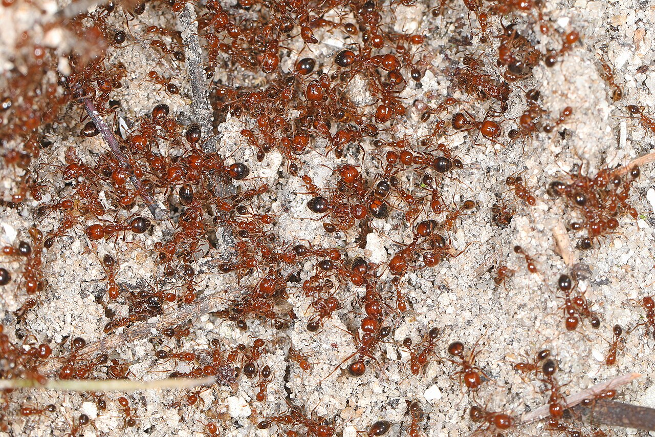 Red Harvester Ant (Pogonomyrmex barbatus)