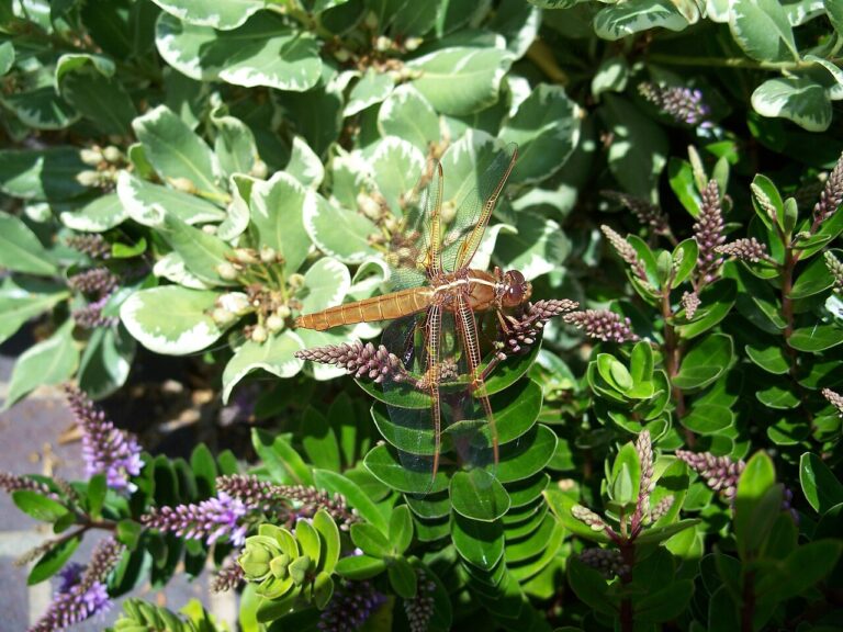 Red Dragonfly: 5 Common US Species and What They Mean