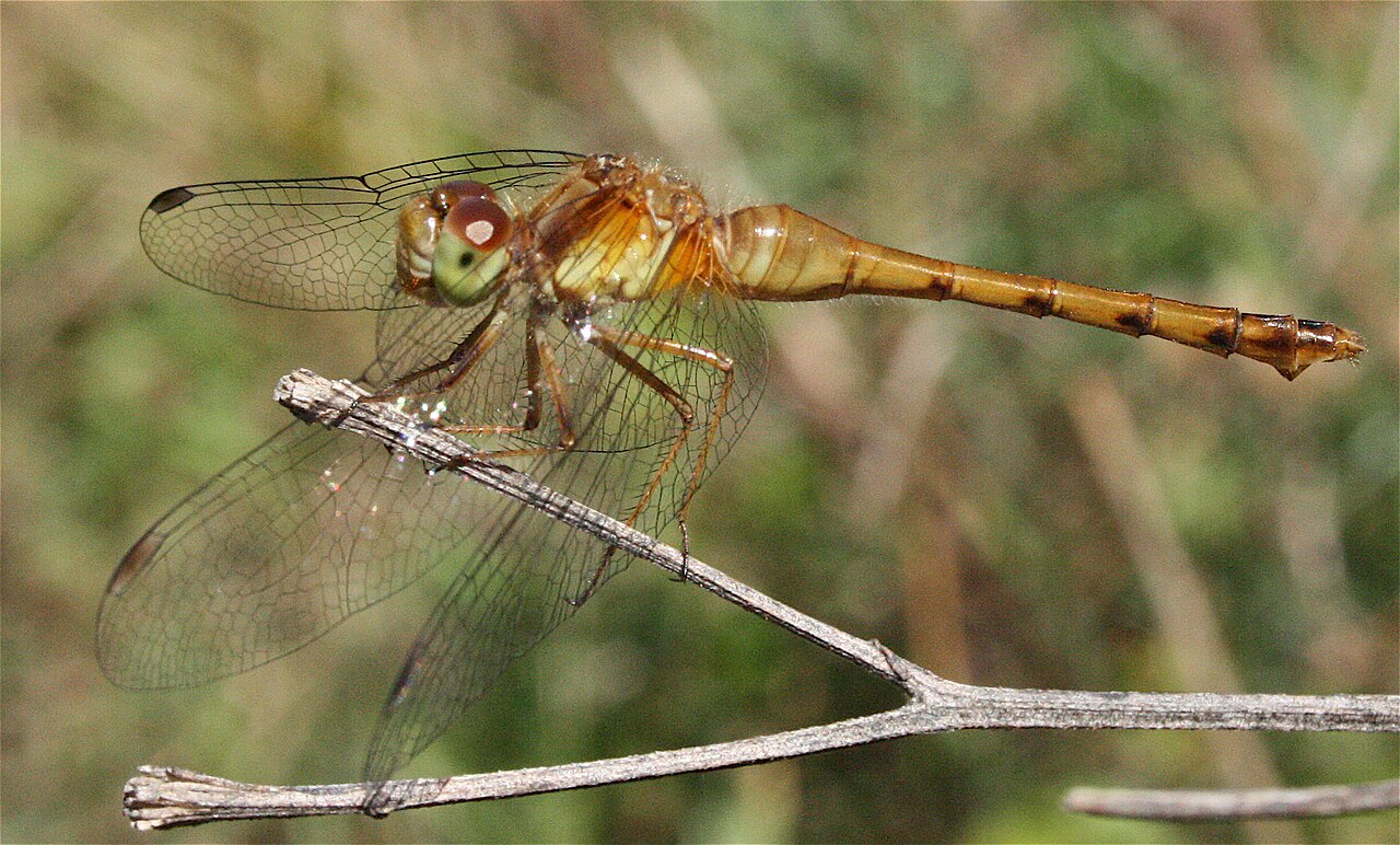 Flame Skimmer
