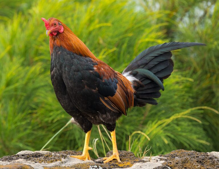 Rooster Sounds: 8 Calls Decoded, From Crowing to Alarm