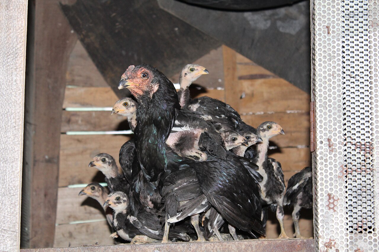What Is the Sound a Rooster Makes Called?