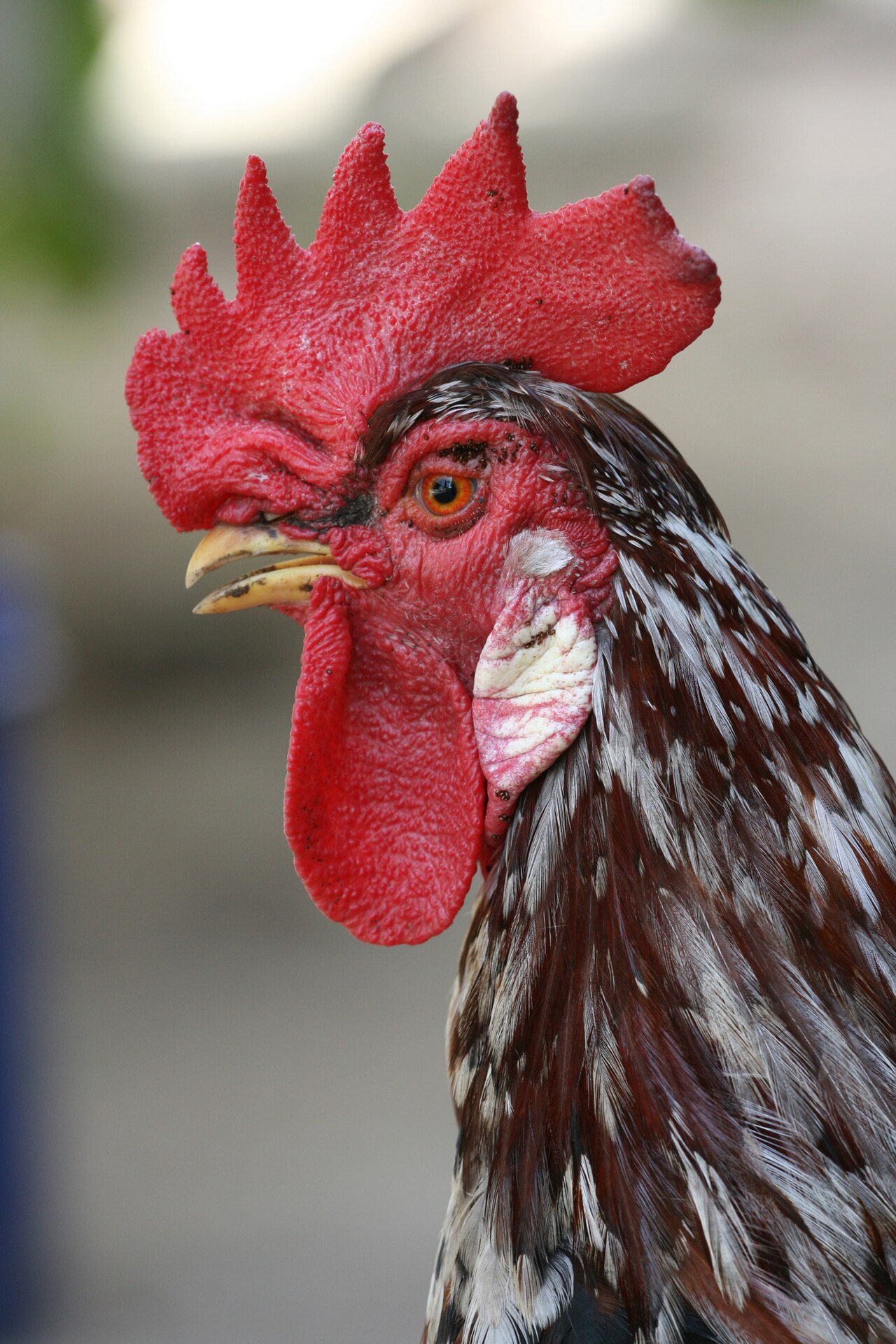 What Do Different Rooster Noises Mean?