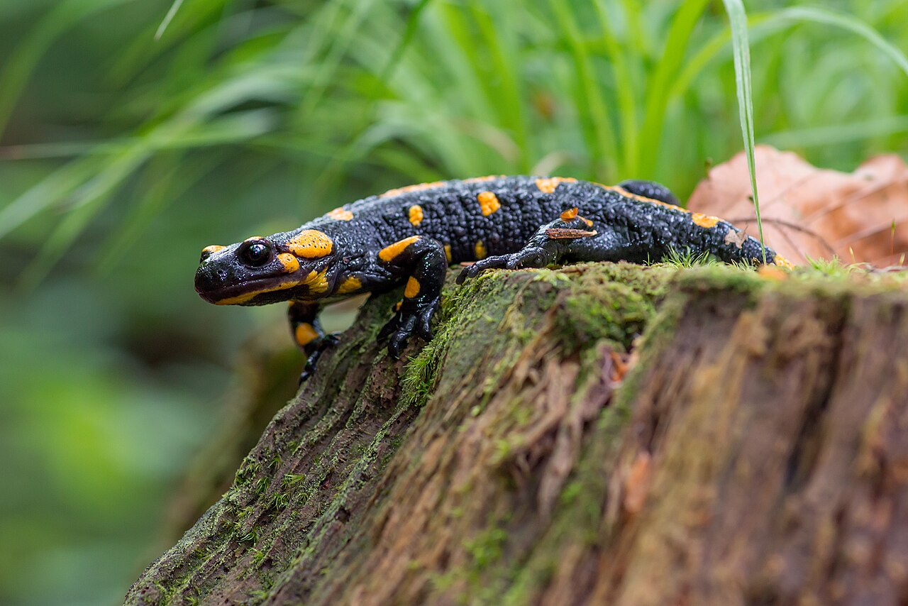 Are Salamanders a Good Omen?