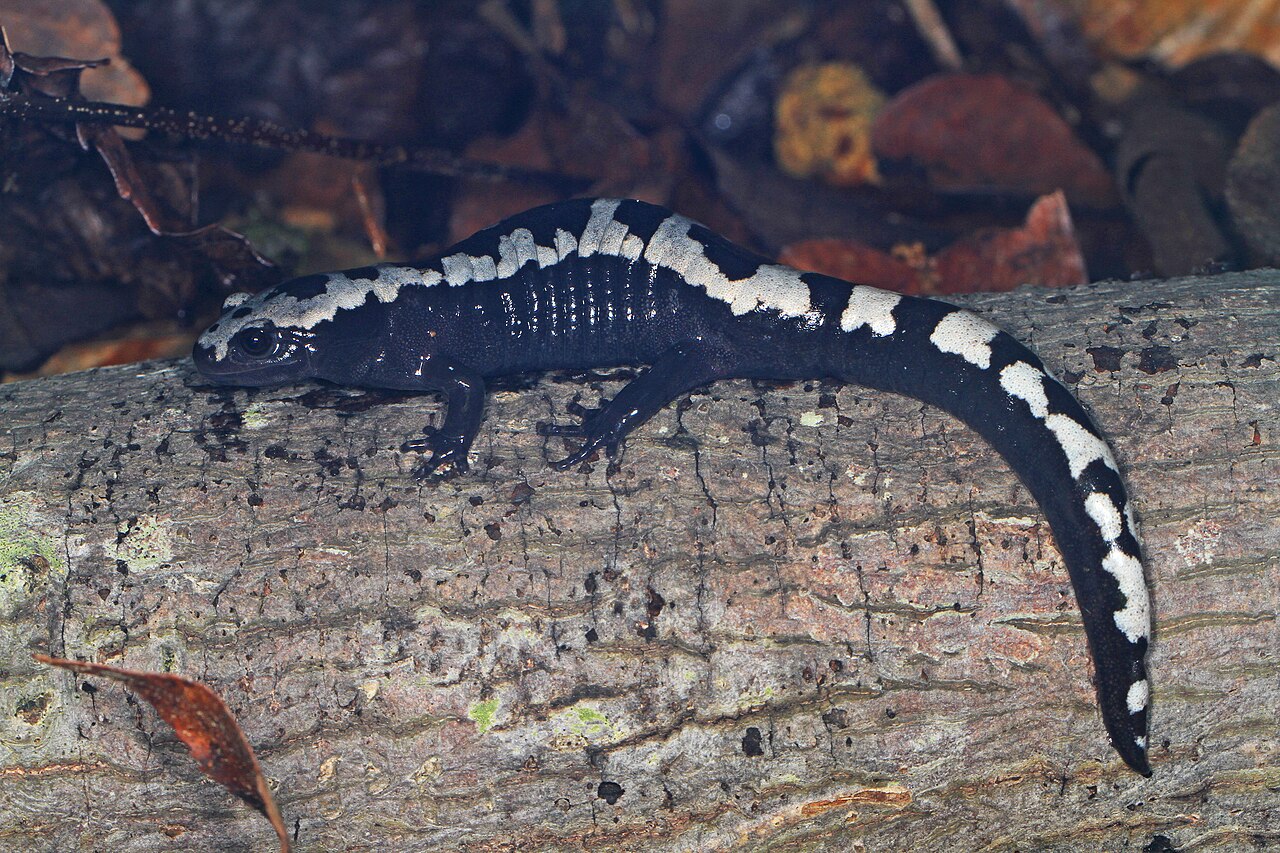 What Is a Salamander a Symbol Of? Five Core Meanings