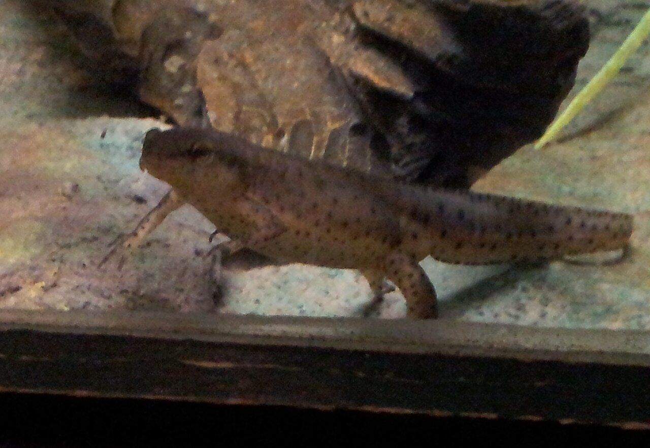 What Is the Myth of the Salamander? Fire That Does Not Burn