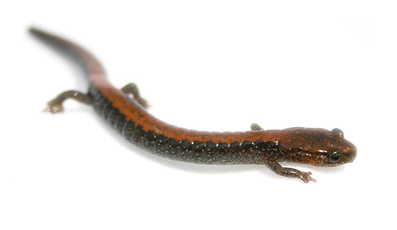 Salamander Symbolism in Alchemy and the Four Elements