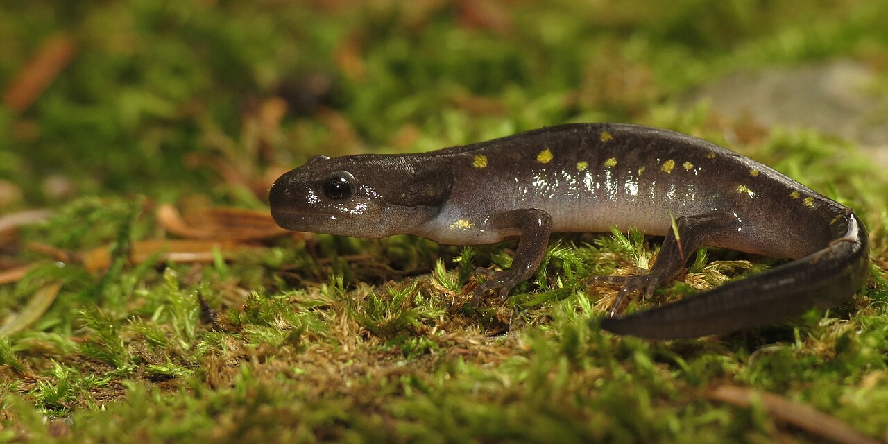 Salamander Symbolism in Native American Traditions