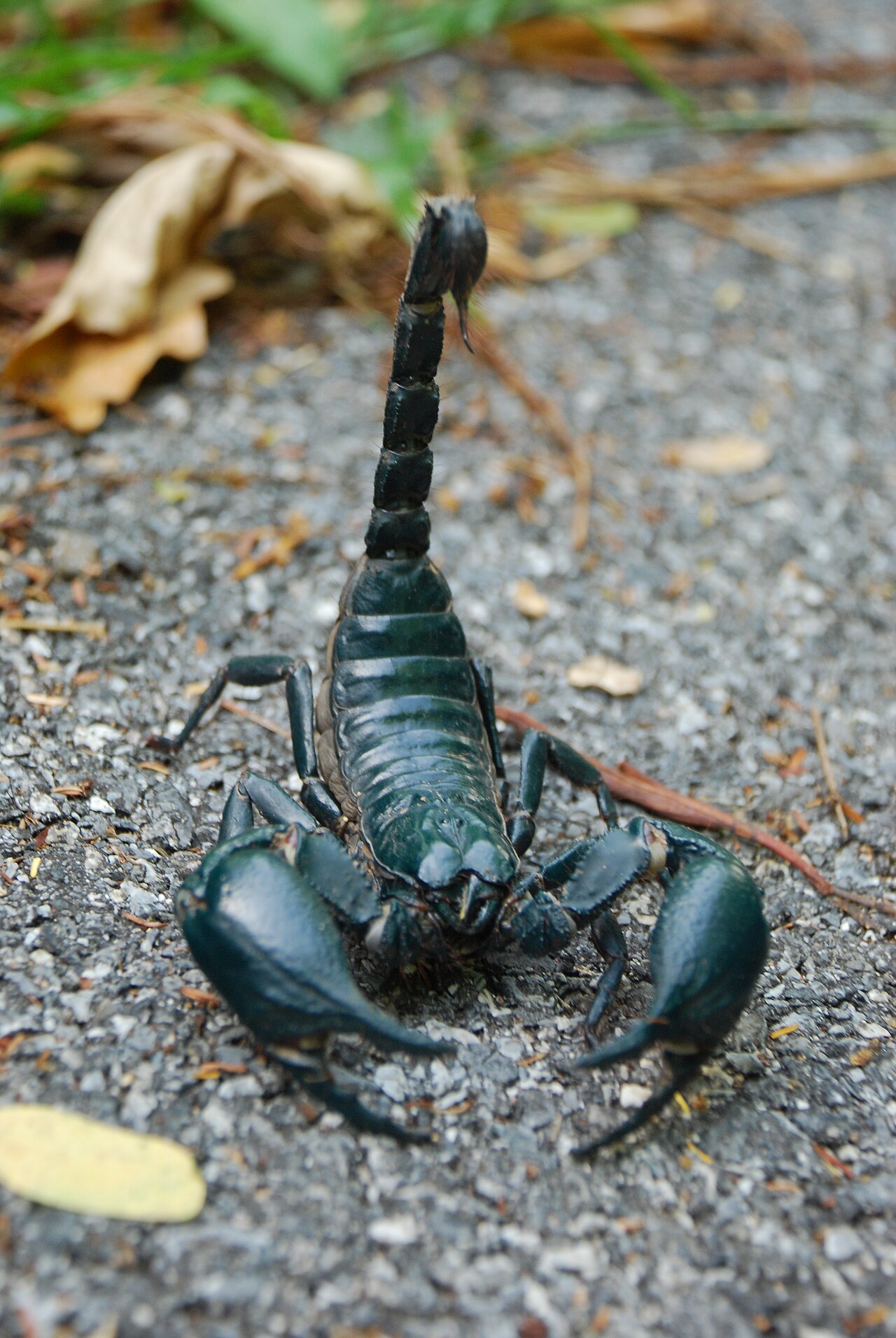 Scorpion Symbolism: What Seeing One Means in 5 Traditions