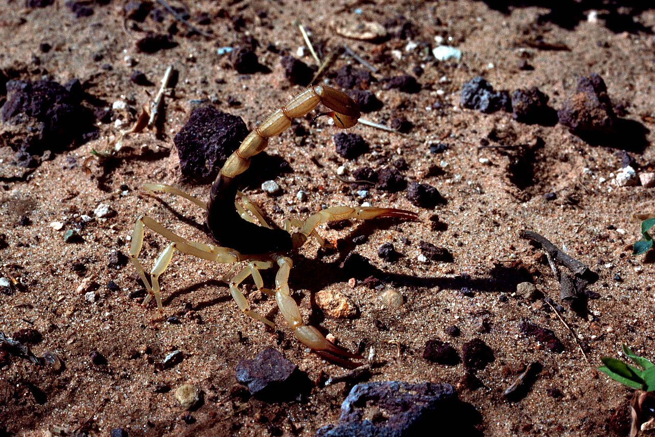 Scorpion Symbolism Across Traditions