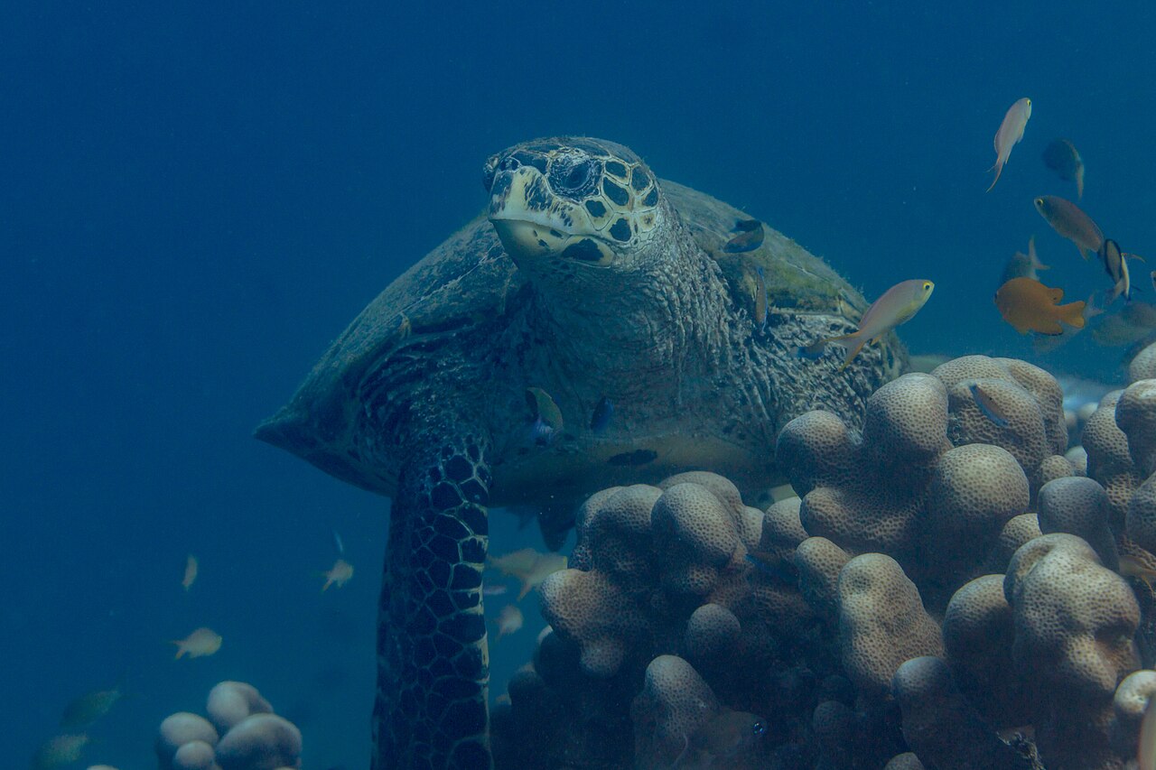 Sea Turtle Symbolism: What Seeing One Means in 6 Traditions