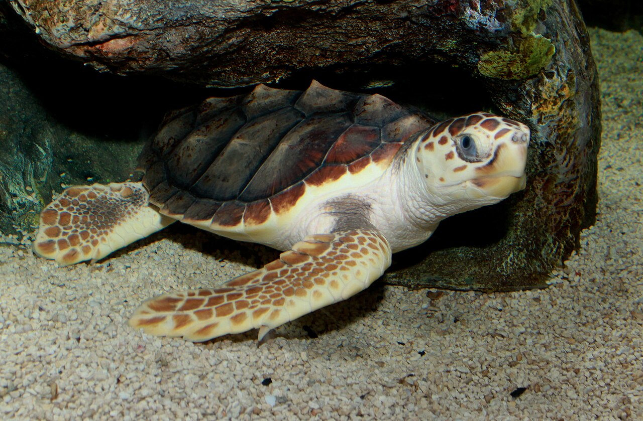 What Does the Honu Symbol Represent?