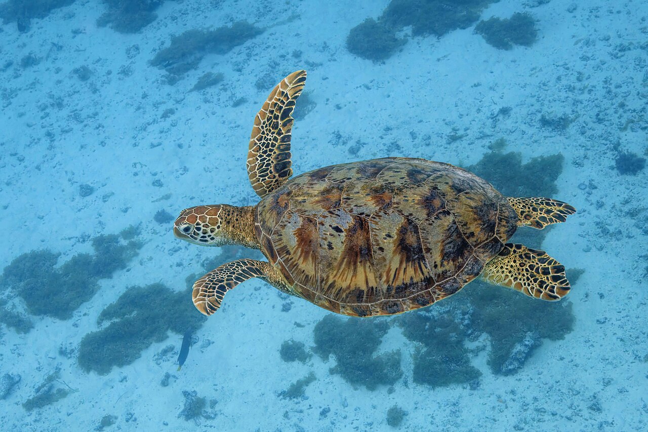 Sea Turtle Symbolism in Native American, Christian, Celtic and East Asian Traditions