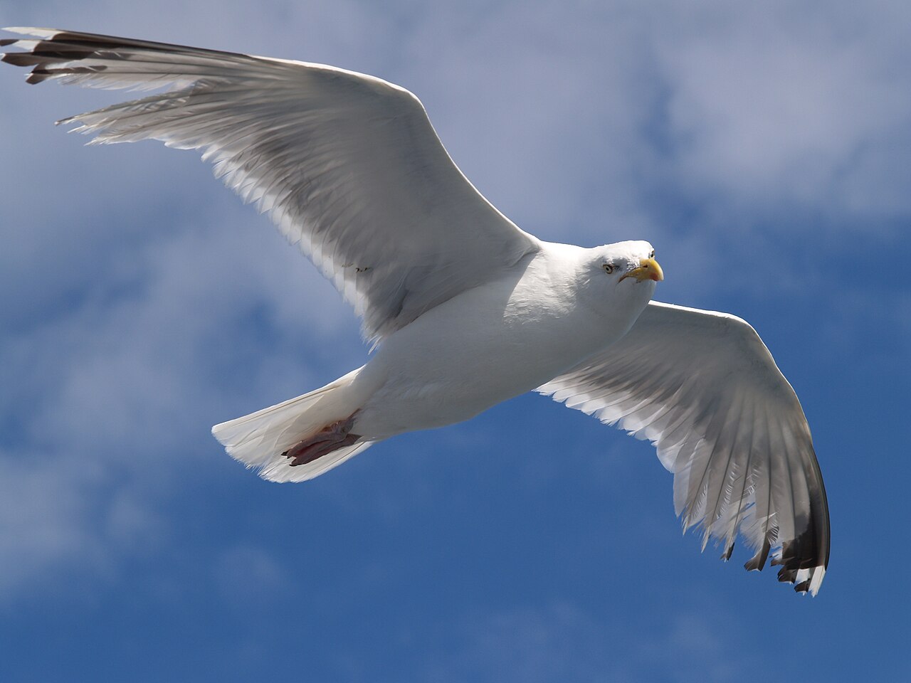 Seagull Spiritual Meaning: 7 Sightings and What They Signal