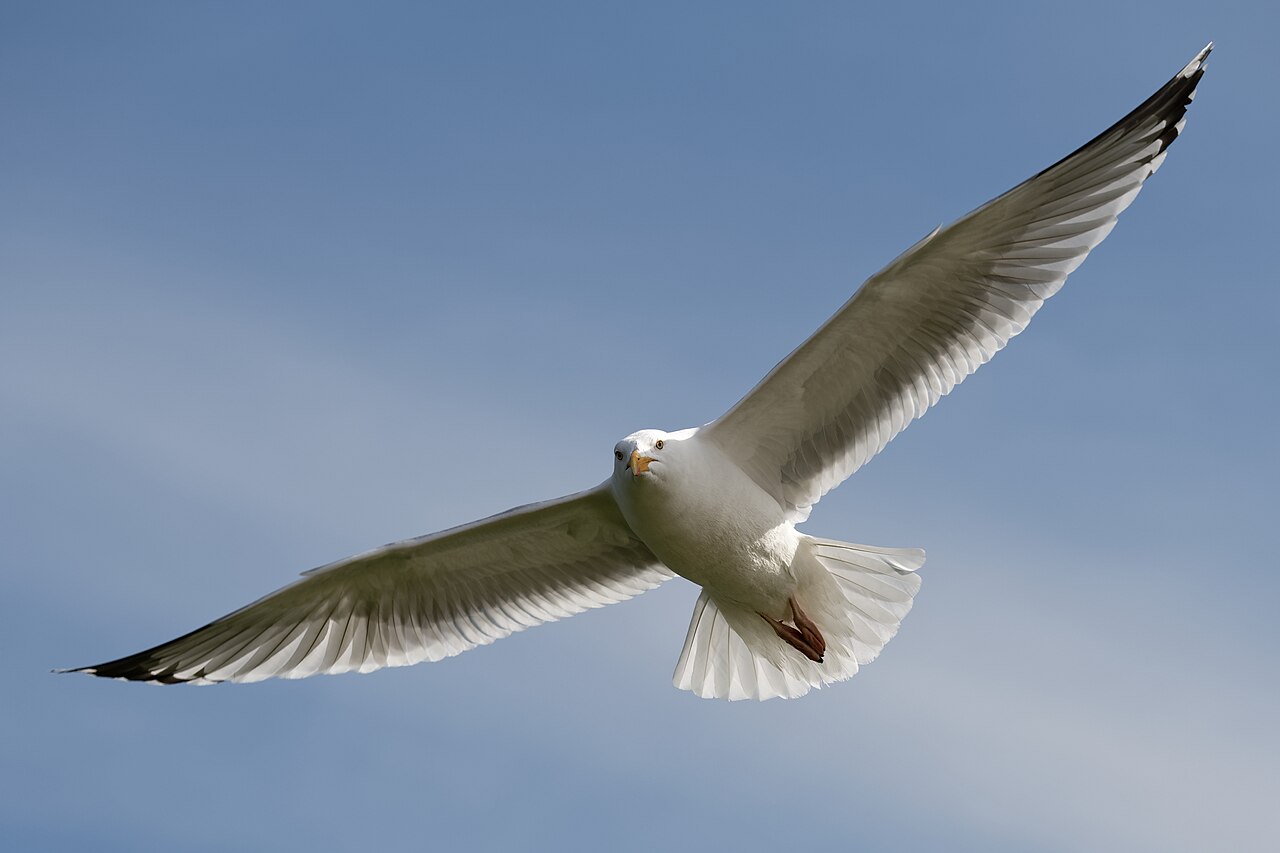 Seagull Symbolism in Sailor and Coastal Lore
