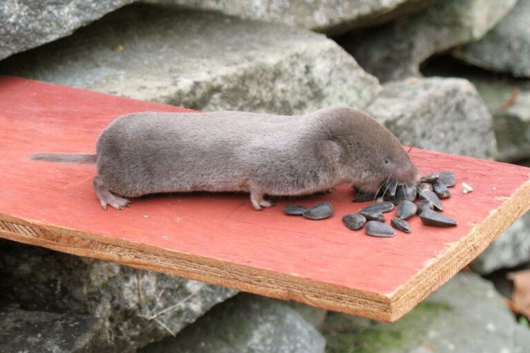 Shrew Poop vs Mouse Poop: How to Identify Tiny Droppings