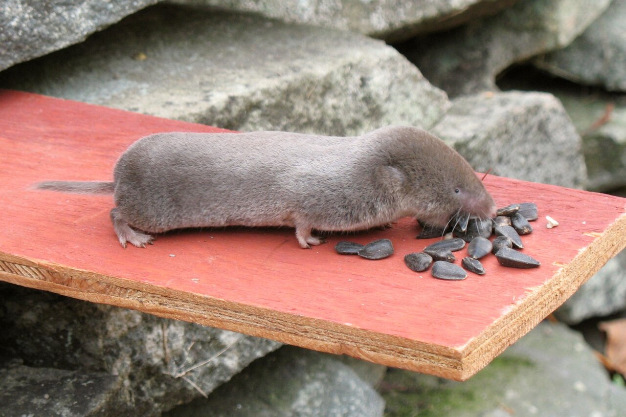 Shrew Poop vs Mouse Poop: How to Identify Tiny Droppings