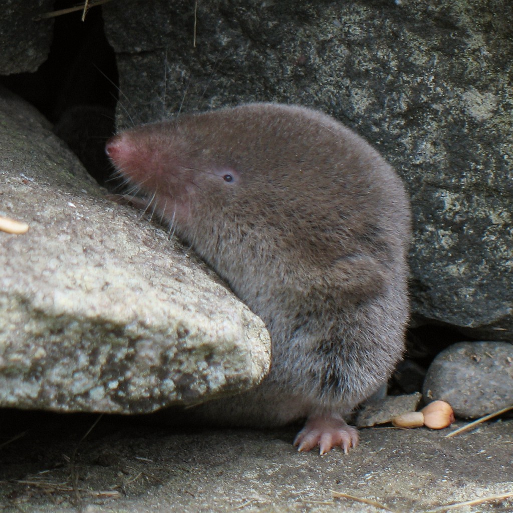 Shrew Droppings Size, Shape and Color