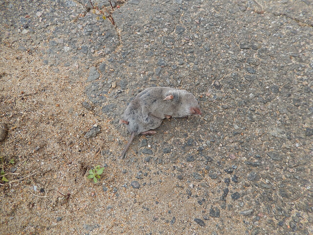 What Is Inside Shrew Scat