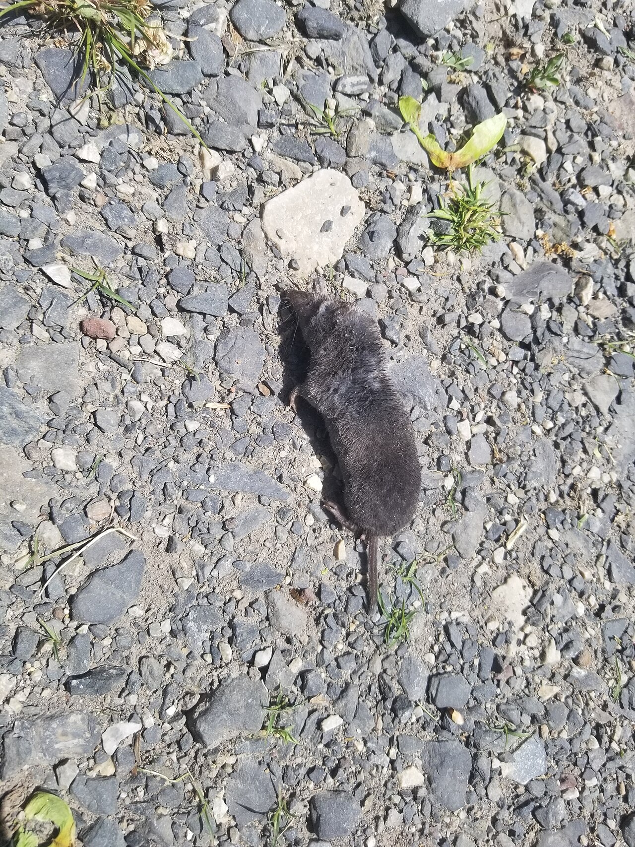 Where You Find Shrew Droppings in and Around a House